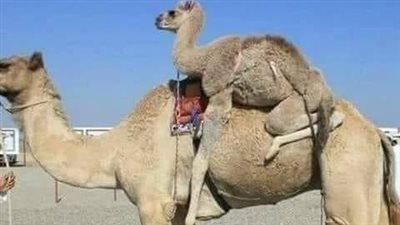 القعود الجمل