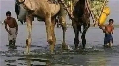 عثمان بن عفان يملك حساب في احدى البنوك في السعودية