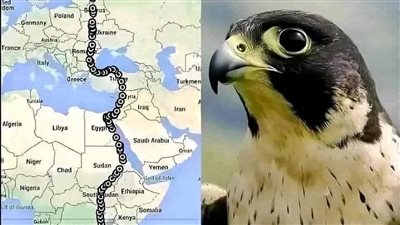 رحلة الصقر