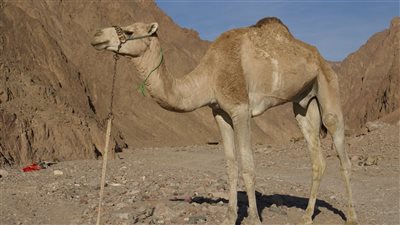 لماذا تبرك الإبل على الأرض عند هطول المطر؟ هل هو استمتاع بالماء أم سر غامض في سلوكها لا يعرفه الانسان؟
