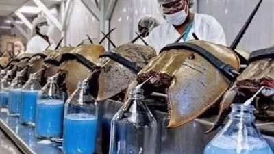 ډم السلطعون الأزرق